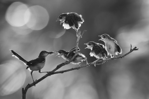 Khayyam Bronze Medal